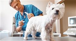 diplomado el sector económico de los centros sanitarios veterinarios