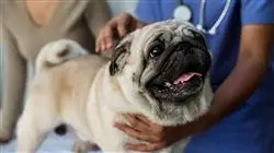posgrado sector economico centros sanitarios veterinarios