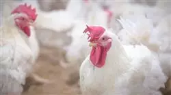 ##IMAGE##