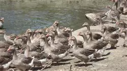 ##IMAGE##