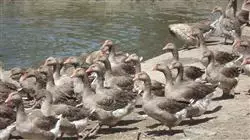 ##IMAGE##