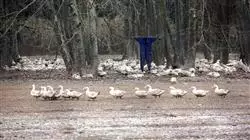 ##IMAGE##