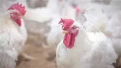 ##IMAGE##