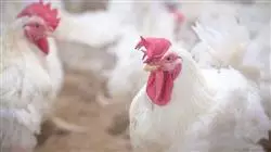 ##IMAGE##