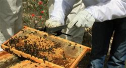 curso apicultura a Tech Universidad