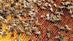 curso online apicultura