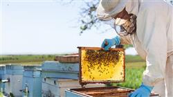formacion apicultura
