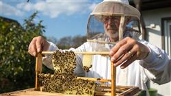 posgrado apicultura