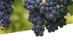 especializacion online elaboracion vinos modulos