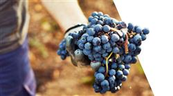 especialización viticultura