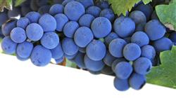 curso online elaboracion vinos especiales