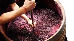 diplomado online analisis quimico compuestos uva vino