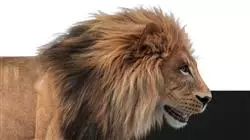 ##IMAGE##