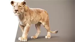 ##IMAGE##