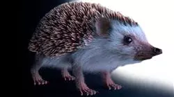 ##IMAGE##