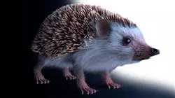 ##IMAGE##