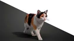 ##IMAGE##