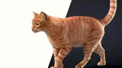 ##IMAGE##