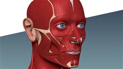 diplomado modelado 3d anatomico