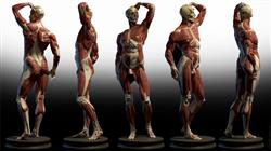 formacion modelado 3d anatomico
