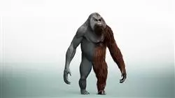 ##IMAGE##