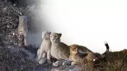 ##IMAGE##