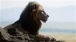 ##IMAGE##