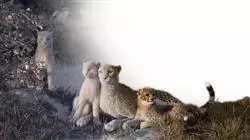 ##IMAGE##