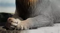 ##IMAGE##
