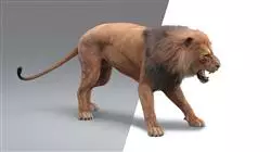##IMAGE##