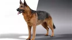 ##IMAGE##