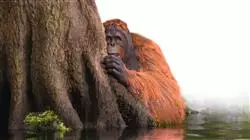 ##IMAGE##