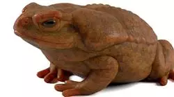 ##IMAGE##