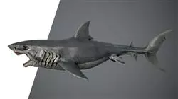 ##IMAGE##
