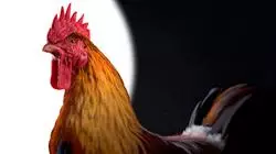 ##IMAGE##