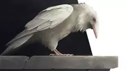 ##IMAGE##