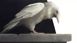 ##IMAGE##