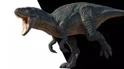 ##IMAGE##
