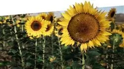 ##IMAGE##