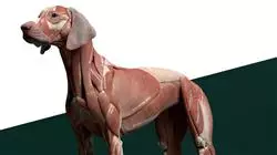 ##IMAGE##