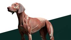 especializacion online modelado 3d criaturas