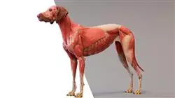 ##IMAGE##