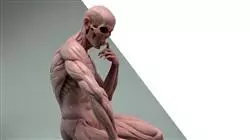 curso online modelado 3d anatomico