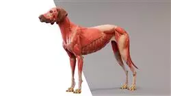##IMAGE##