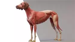 ##IMAGE##