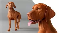 ##IMAGE##