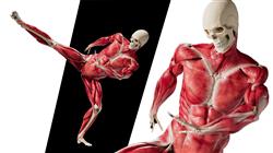curso online anatomia arte videojuegos