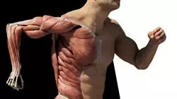 diplomado online anatomia arte videojuegos