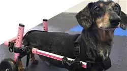 maestria fisioterapia rehabilitacion pequenos animales Tech Universidad