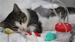 b learningdermatologia pequenos animais veterinaria br Tech Universidad